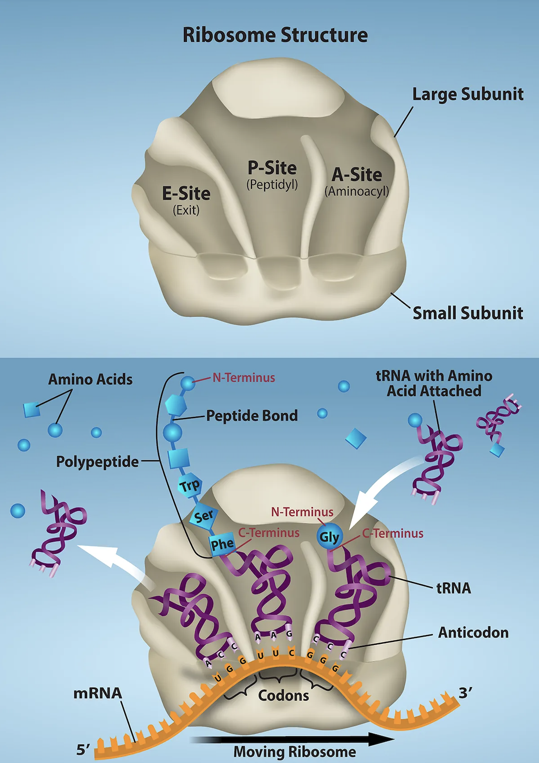 The ribosome and its function. The ribosome is responsible for translating the mRNA into protein. A. The ribosome consists of a large and small ribosomal subunit. Assembly of the subunits on the mRNA forms three tRNA binding sites. B. During translation, charged tRNAs enter the Acceptor site, and the anticodon on the tRNA base pairs with the codon in the mRNA. After the incoming amino acid forms a peptide bond with the growing polypeptide chain, the ribosome will move three nucleotides toward the 3’ end of the mRNA. This movement will transfer the tRNA with the growing polypeptide to the Peptidyl-tRNA binding site and allow the empty tRNA to exit at the Exit site.